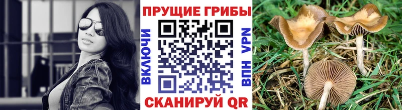 Псилоцибиновые грибы Psilocybe  Купить  Энем 